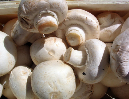 Mushroom