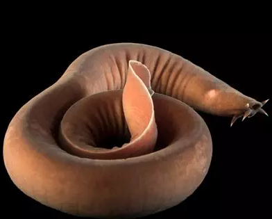 Hagfish