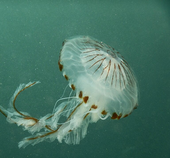 Jellyfish