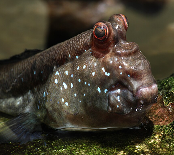 Mudskipper