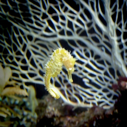 Seahorse