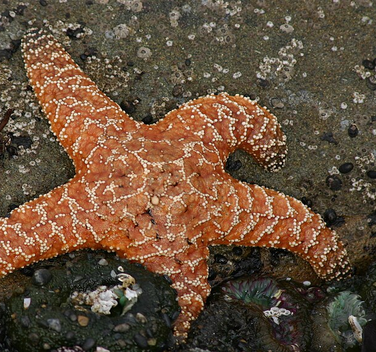 Starfish